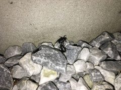 Hoplia graminicola