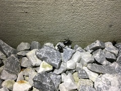 Hoplia graminicola