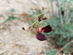 Macroptilium atropurpureum