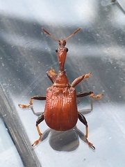 Paracycnotrachelus
