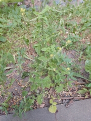 Sisymbrium officinale