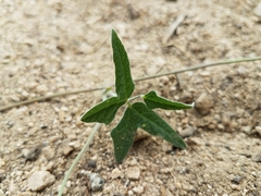 Macroptilium atropurpureum