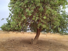 Combretum glutinosum