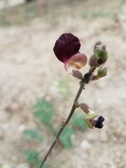 Macroptilium atropurpureum