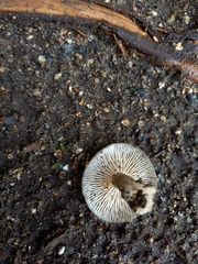 Entoloma
