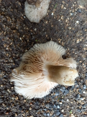 Entoloma