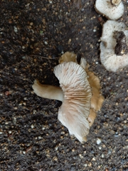 Entoloma