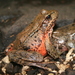 Northern Red-legged Frog - Photo (c) born1945, some rights reserved (CC BY)