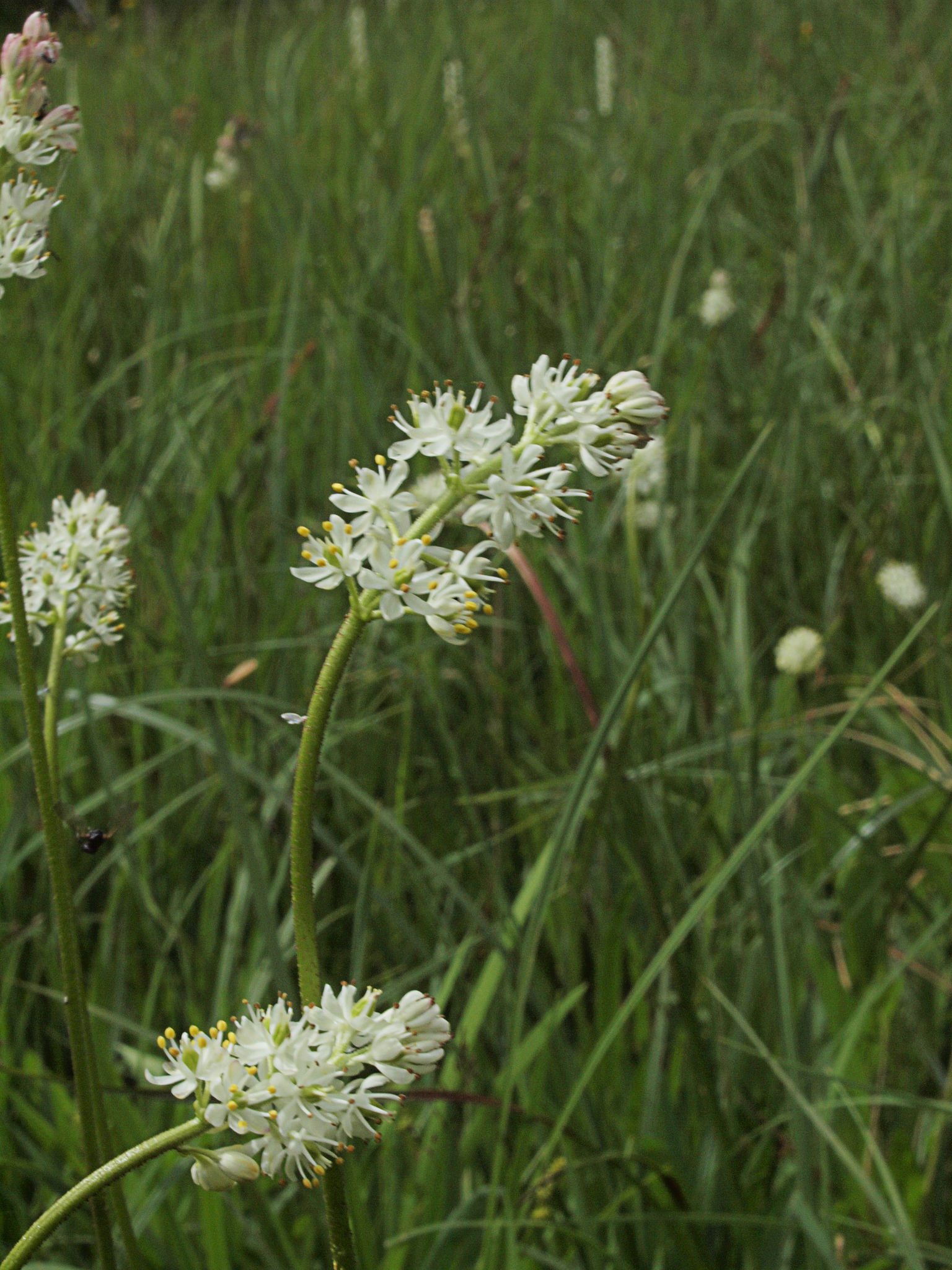 Triantha occidentalis ssp. brevistyla