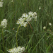 Short-style Sticky Tofieldia - Photo (c) Susan, some rights reserved (CC BY-NC), uploaded by Susan