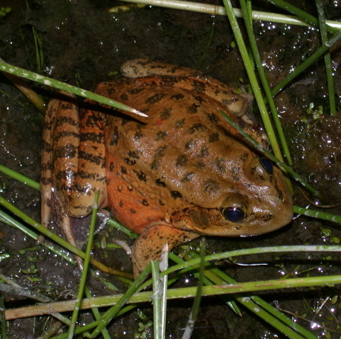 Northern Red-legged Frog