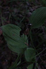 Cypripedium calceolus