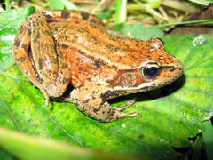 Northern Red-Legged Frog photo 2