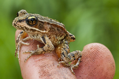 Northern Red-Legged Frog photo 4