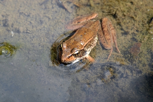 Northern Red-legged Frog