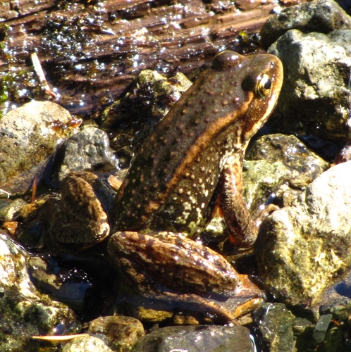 Northern Red-legged Frog