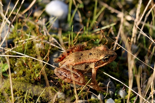 Northern Red-legged Frog