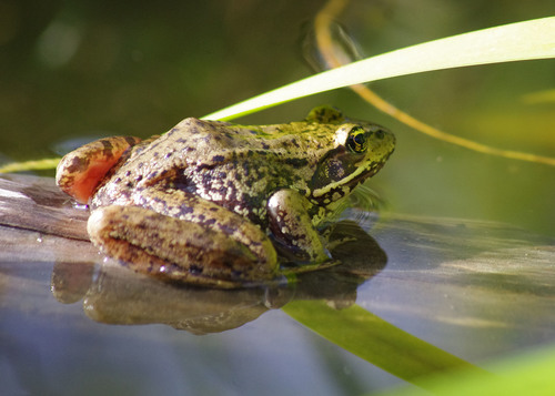 Northern Red-legged Frog