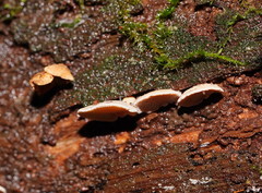 Panellus luxfilamentus