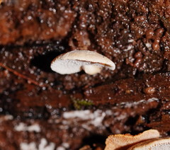 Panellus luxfilamentus