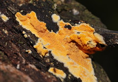Incrustoporiaceae
