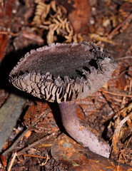 Cortinarius kioloensis