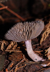Cortinarius kioloensis