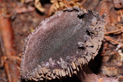 Cortinarius kioloensis