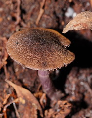 Cortinarius kioloensis