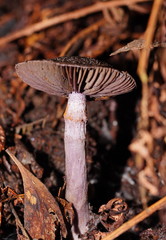 Cortinarius kioloensis