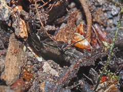 Philonthus decorus