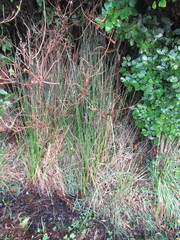 Juncus procerus