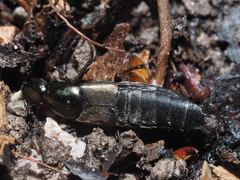Philonthus decorus