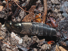 Philonthus decorus