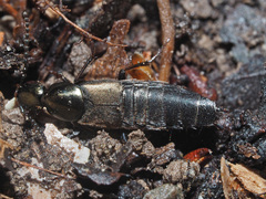 Philonthus decorus
