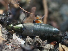 Philonthus decorus
