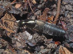 Philonthus decorus