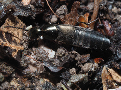 Philonthus decorus