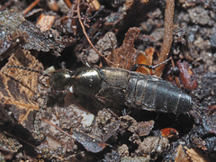 Philonthus decorus