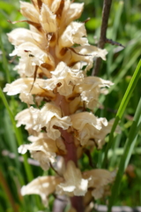 Orobanche amethystea