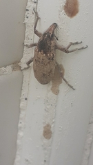 Temnorhinus mendicus