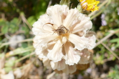 Orobanche amethystea