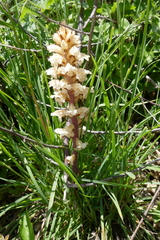Orobanche amethystea