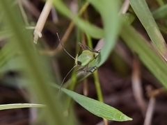 Adelphocoris quadripunctatus