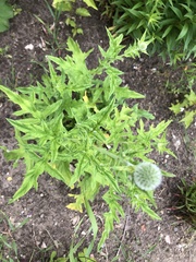 Echinops ritro