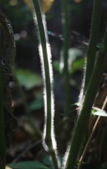 Strobilanthes ixiocephala