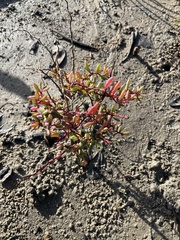 Suaeda arbusculoides