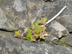 Crassula mataikona