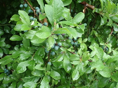 Prunus spinosa