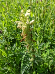 Pedicularis sibthorpii